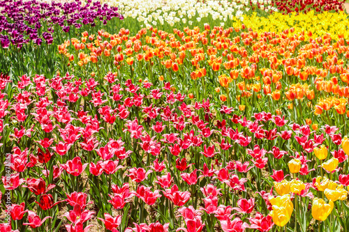 Top view Multi-colored tulips in hitachi seaside park