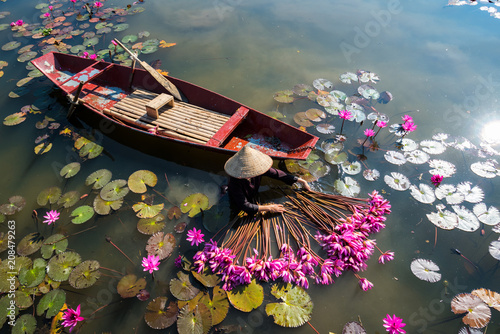 Canvas Print Yen river with rowing boat harvesting waterlily in Ninh Binh, Vietnam