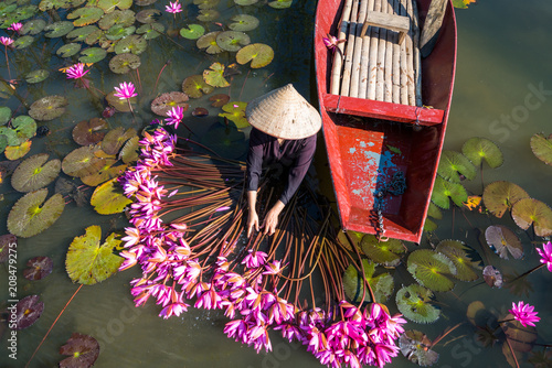 Canvas Print Yen river with rowing boat harvesting waterlily in Ninh Binh, Vietnam