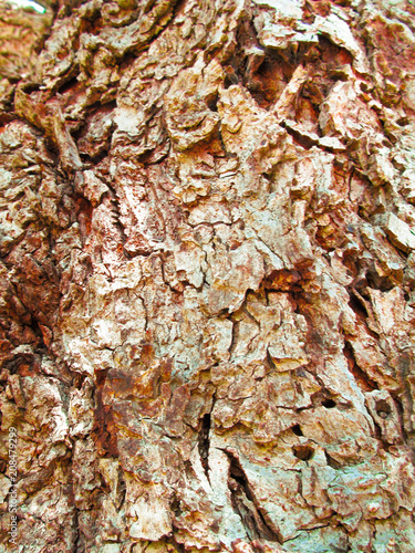 Close-up bark of old pecan tree (Hickory) background. Beautiful pattern of rough wood trunk texture with cracks and holes of worms for use as a design element, wallpaper for a nature theme.