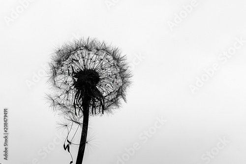 dandelion on a white background, black and white photo