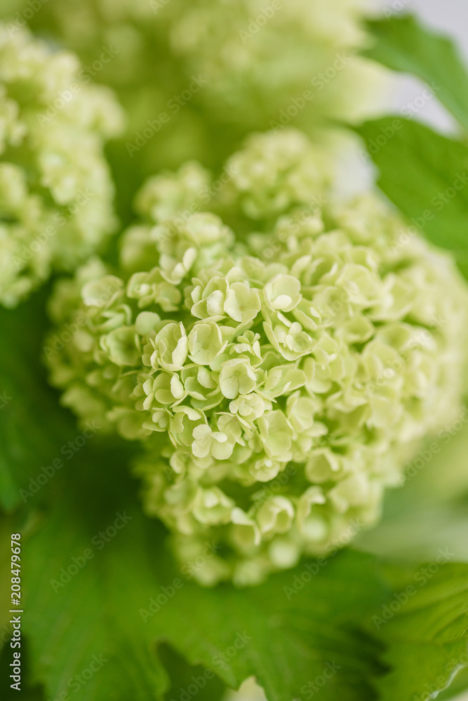 Viburnum branch with green buds in glass vase. Love Vintage background with flowers. Wallpapers for phone. close up Viburnum branch with green buds in glass vase. Love Vintage background with flowers. Wallpapers for phone. close up