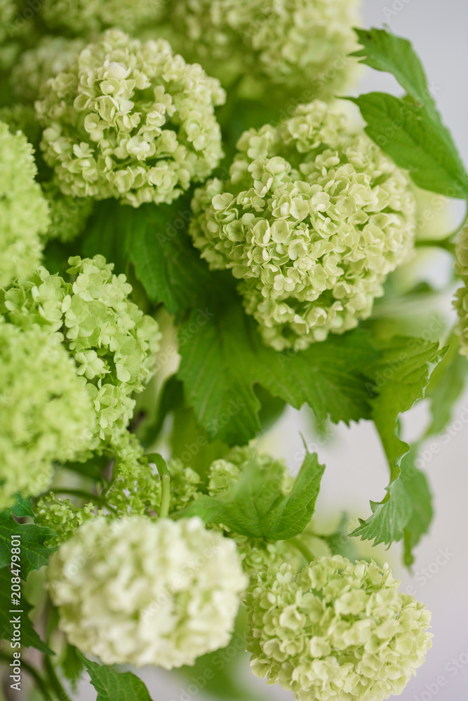 Viburnum branch with green buds in glass vase. Love Vintage background with flowers. Wallpapers for phone. close up Viburnum branch with green buds in glass vase. Love Vintage background with flowers. Wallpapers for phone. close up