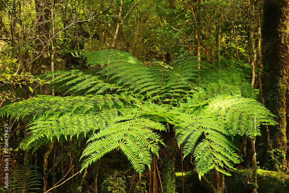 Fototapeta premium Silberfarn in Neuseeland