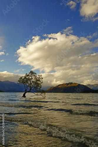 der berühmteste Baum in Neuseeland in Wanaka