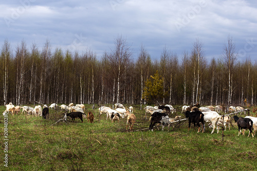 a herd of goats pops into the field