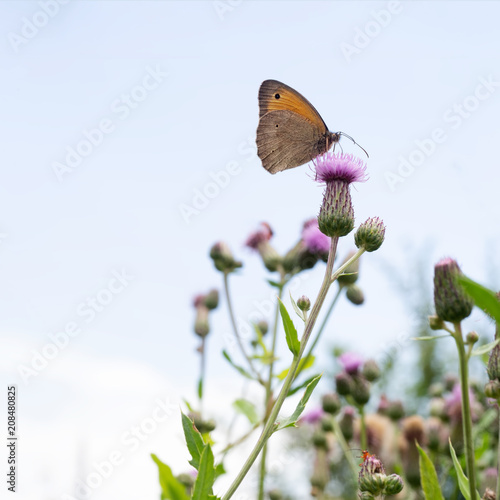 Meadow Brown, butterfliy, Maniola jurtina on thistle photo