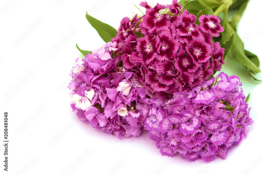 Carnation flowers Carnation flowers