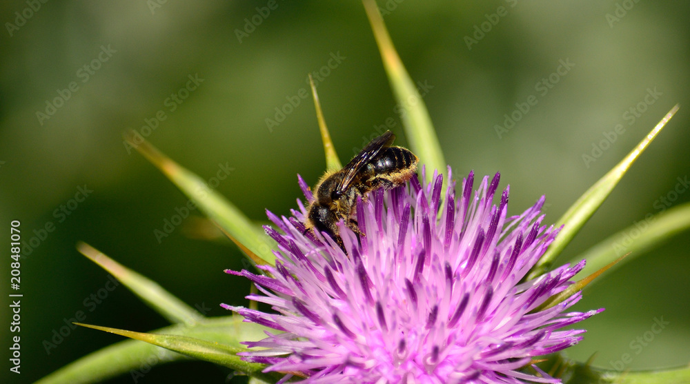 Small bee collecting pollen among the stamens of milk thistle in bloom Small bee collecting pollen among the stamens of milk thistle in bloom