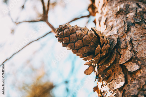 close-up of a pine cone in the bark of the trunk of a pinus