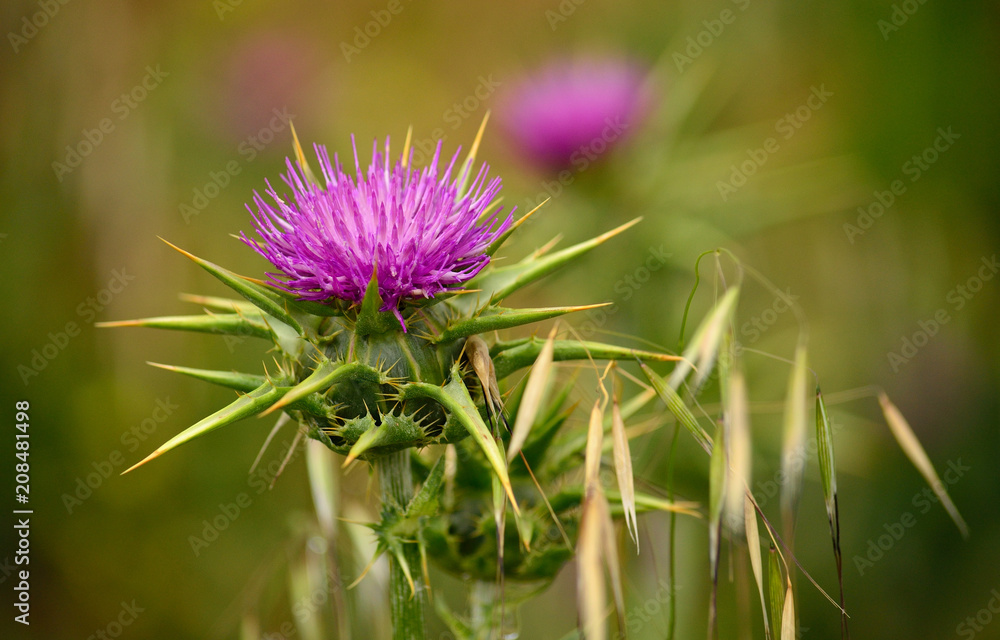 Isolated flower of milk thistle in full splendor and oat seeds Isolated flower of milk thistle in full splendor and oat seeds