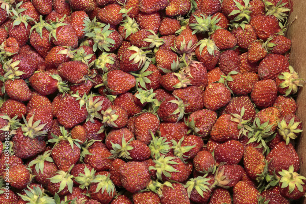 Red strawberry a lot Red strawberry a lot