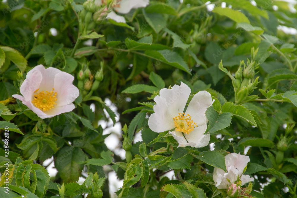 Wild Roses in English Hedgerow Rosa canina dog rose Wild Roses in English Hedgerow Rosa canina dog rose