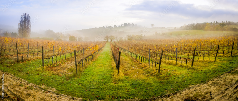 Fototapeta premium Tuscan vineyard in the morning