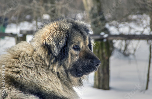 Serbia - Portrait of an Illyrian Shepherd Dog (Sarplaninac) also known as Yugoslavian Shepherd and Shepherd from the Sharr Mountains