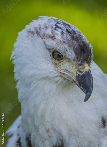 Eagle - Close-up