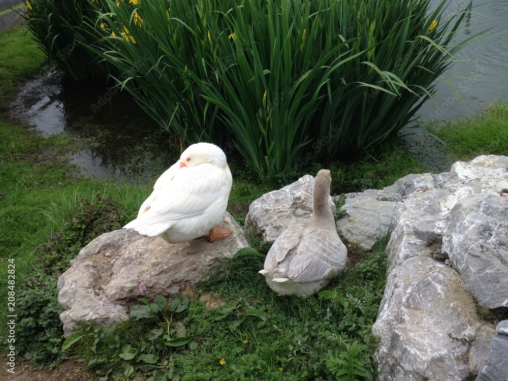 Obraz premium Zwei Gänse