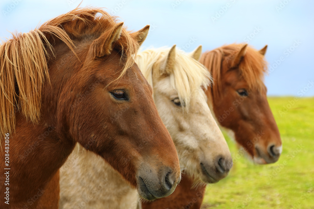 Obraz premium Portrait of purebred Icelandic horses