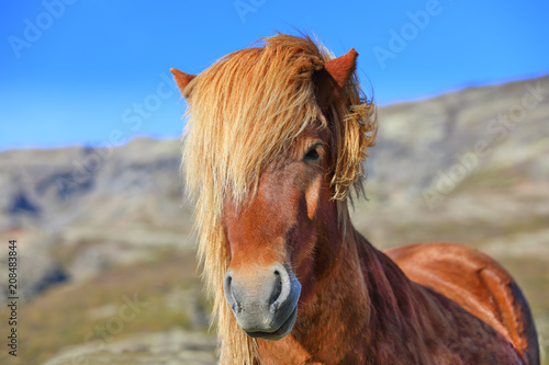 Portrait of brown color Icelandic horse in the field