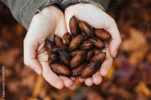 harvesting pecan nuts