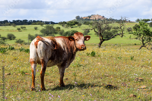 Herd of cows in a field in spring