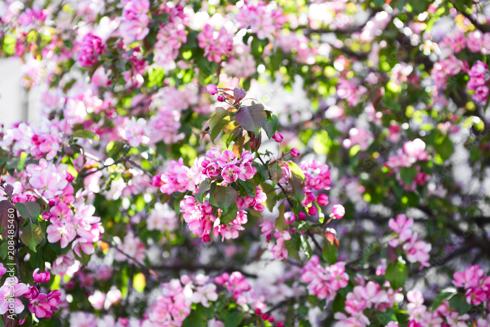 Bright pink sakura flowers on the branches