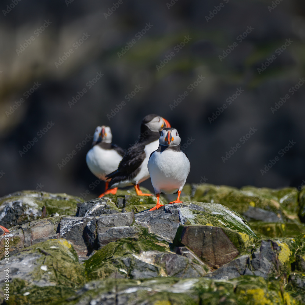Fototapeta premium Colorful Atlantic Puffin or Comon Puffin Fratercula Arctica in Northumberland England on bright Spring day