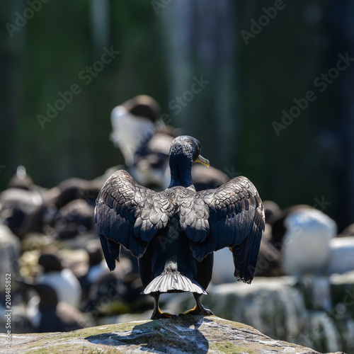 Stunning nesting shag cormorant birds Phalacrocorax Aristotelis photo