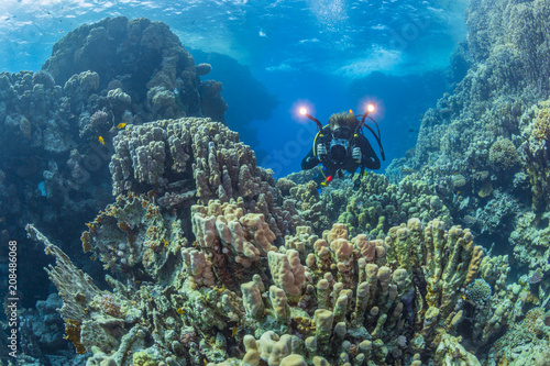 Fototapeta Naklejka Na Ścianę i Meble -  Diver with video camera near the coral reef, Red Sea, Egypt