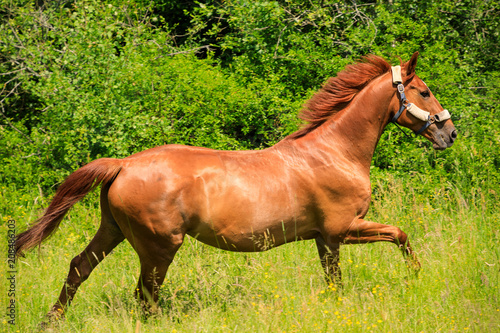 Strong horse on green pasture