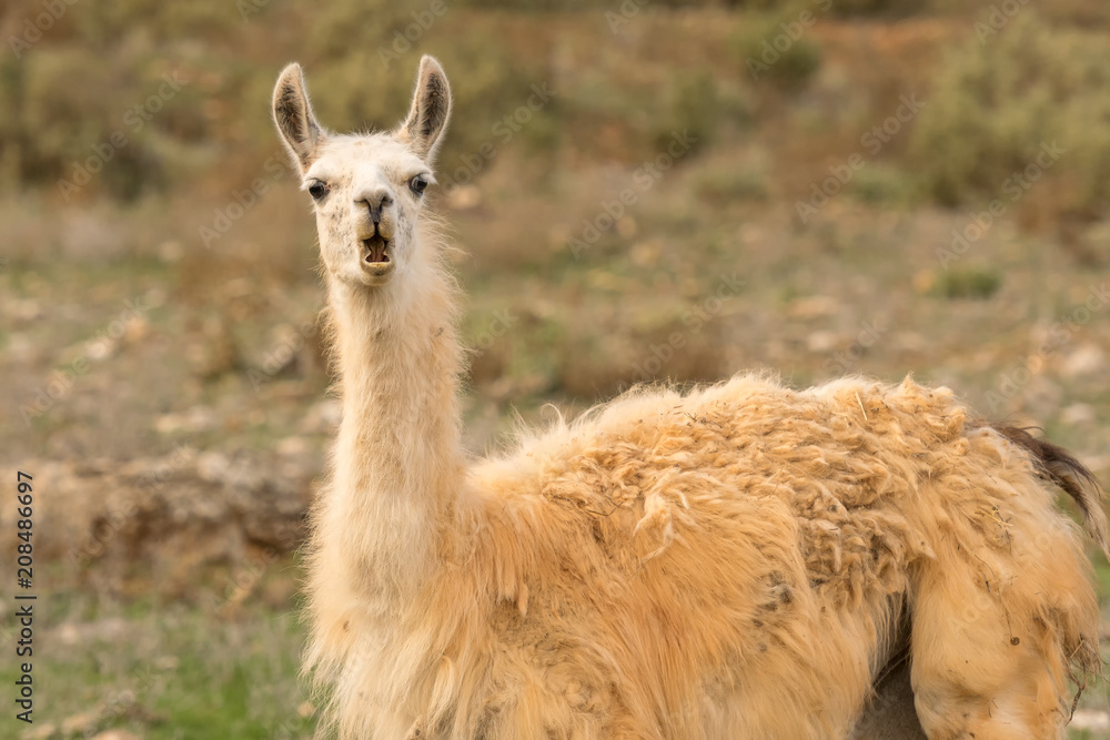 Funny portrait of a lama out in the nature.