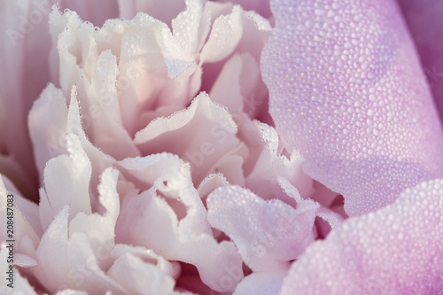Flower of pink peony with dew.