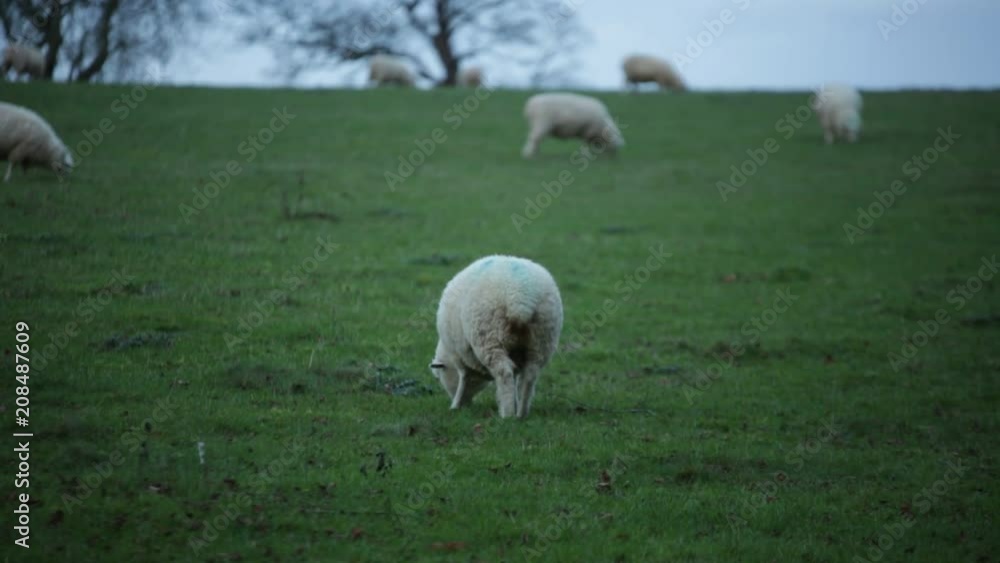 Grazing sheep in a field Grazing sheep in a field