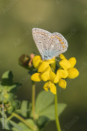 Butterfly Blue on a yellow flower. © lapis2380