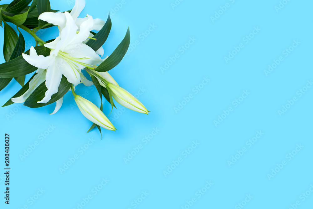 Natural bouquet of lilies on blue background.