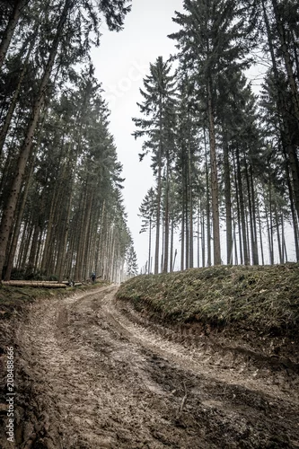 Obraz krajobraz Lasu Teutoburskiego