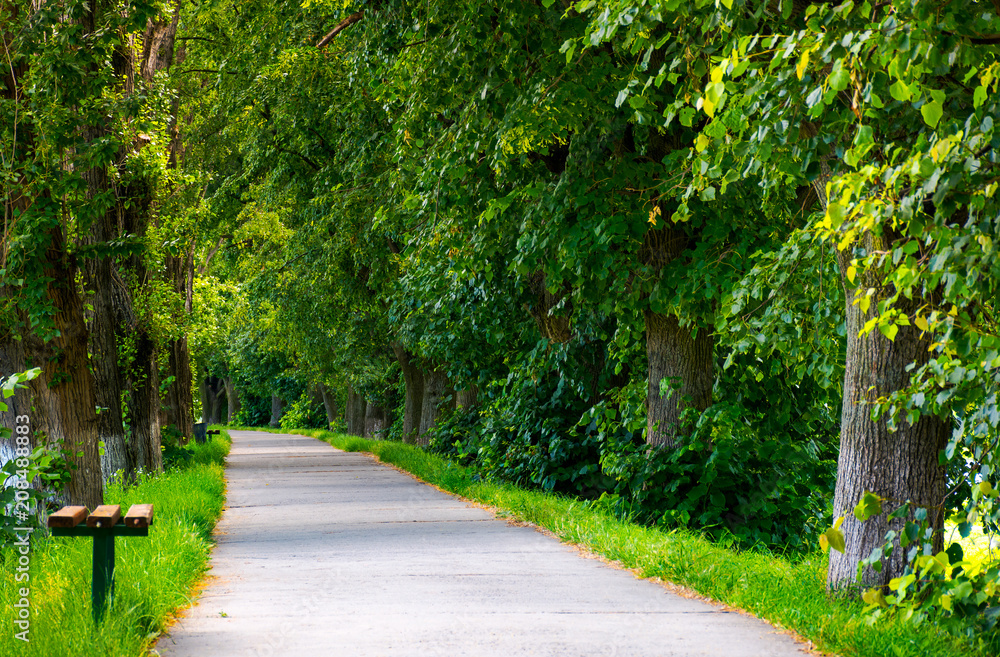 path below the linden trees. lovely summer scenery of the longest linden alley in Europe path below the linden trees. lovely summer scenery of the longest linden alley in Europe