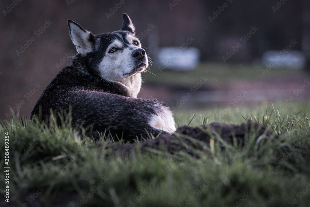 Unterwegs mit einem Husky Unterwegs mit einem Husky