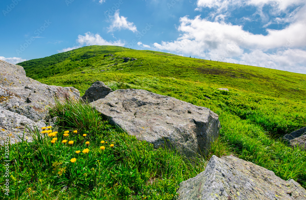 boulder around dandelions on grassy hillside. beautiful summer scenery of Carpathian mountains under the blue sky with clouds boulder around dandelions on grassy hillside. beautiful summer scenery of Carpathian mountains under the blue sky with clouds
