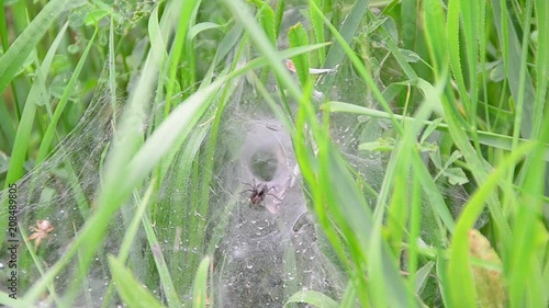 Agelena labyrinthica, spider photo