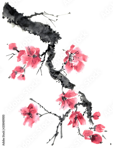 Blossom sakura tree photo