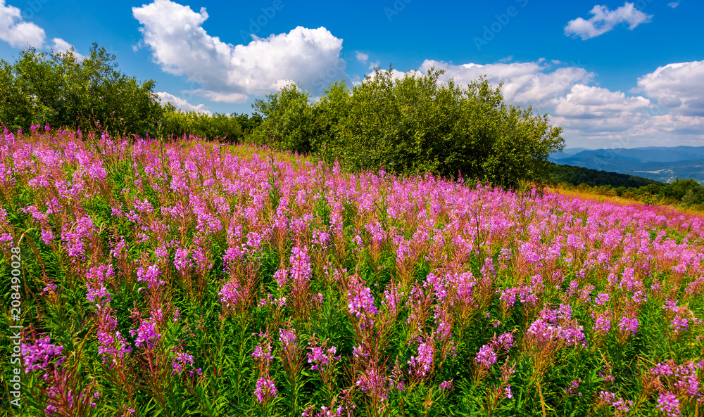 fire weed meadow in mountains. beautiful purple flowers on hillside. wonderful summer weather with blue sky and some fluffy clouds