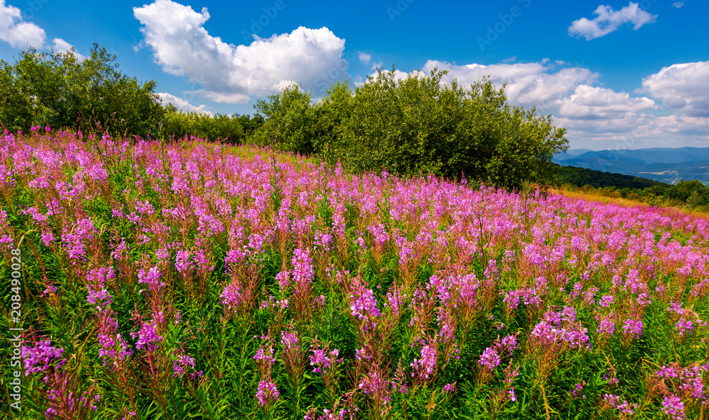 fire weed meadow in mountains. beautiful purple flowers on hillside. wonderful summer weather with blue sky and some fluffy clouds fire weed meadow in mountains. beautiful purple flowers on hillside. wonderful summer weather with blue sky and some fluffy clouds