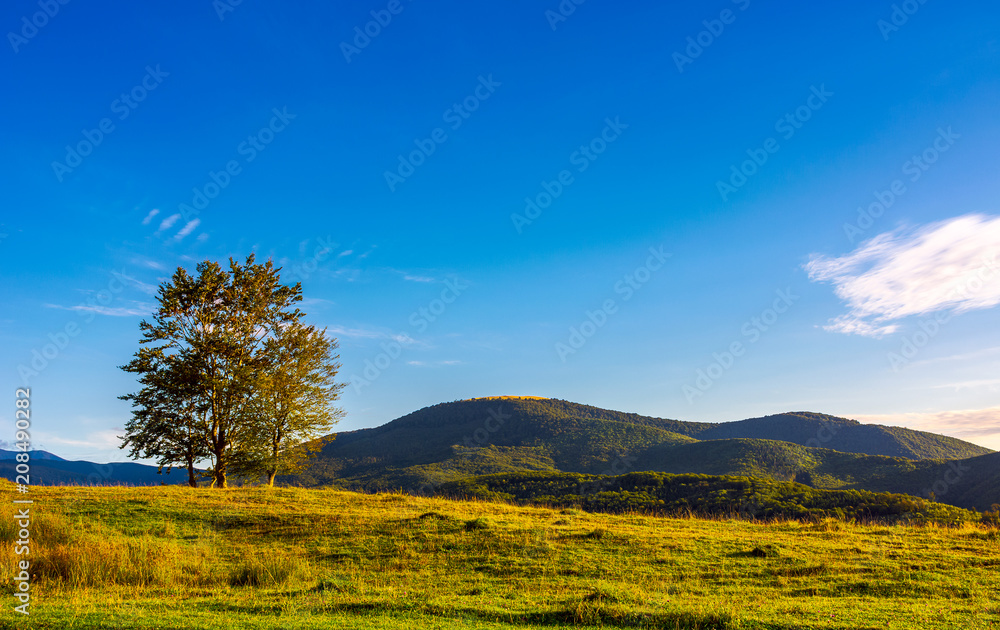 few trees on the grassy hillside at sunset in golden light. beautiful landscape of Carpathian mountains. almost clear blue sky