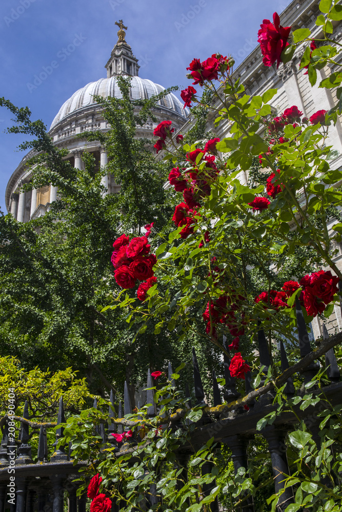 Roses at St. Pauls Cathedral in London