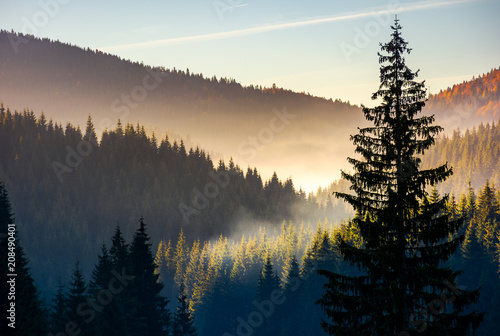 Naklejka świerkowy las w mgle na wschód. piękna jesień sceneria Apuseni góry Rumunia