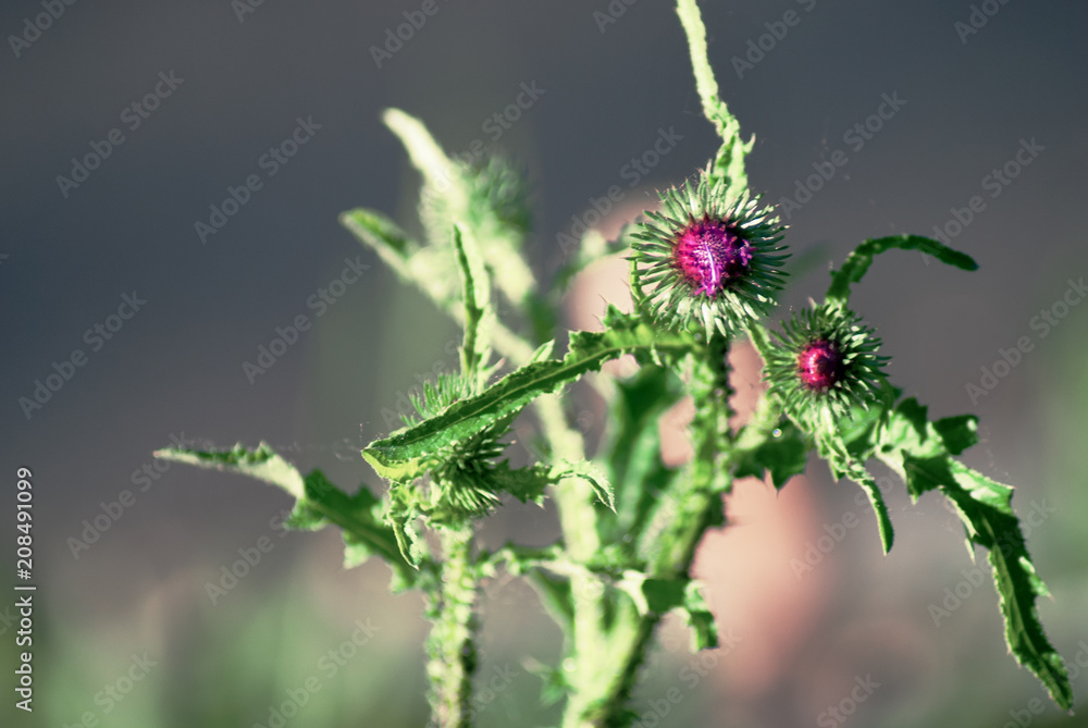 Burdock begins to bloom Burdock begins to bloom
