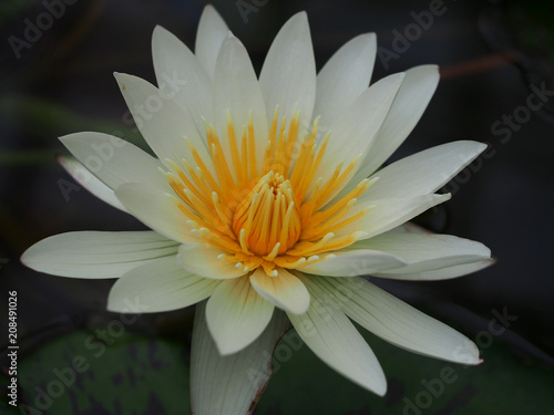 Water Lily         