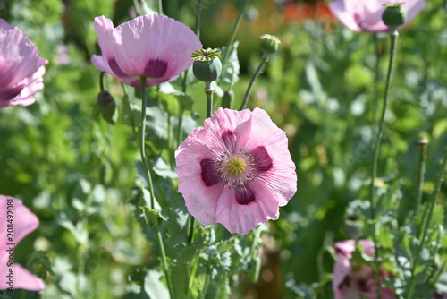 Fototapeta Naklejka Na Ścianę i Meble -  Pavot d'Orient rose au jardin