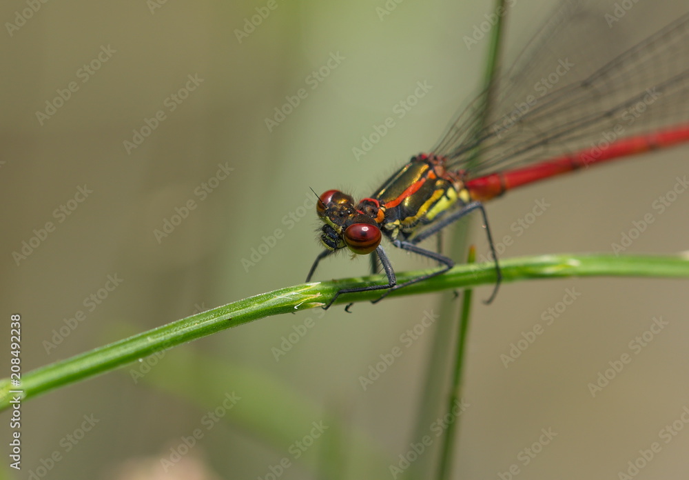 Adonislibelle Nahaufnahme Adonislibelle Nahaufnahme